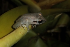 Pristimantis ramagii