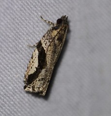 Statherotis pendulata