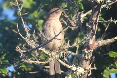Mimus graysoni