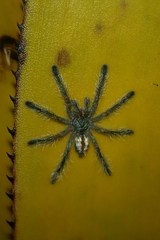Pachistopelma rufonigrum