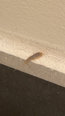 Ctenolepisma longicaudatum