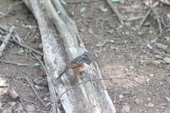 Pipilo maculatus socorroensis