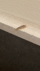 Ctenolepisma longicaudatum