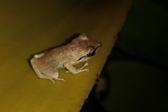 Pristimantis ramagii