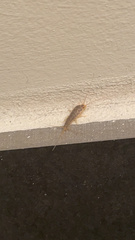 Ctenolepisma longicaudatum