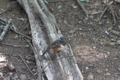 Pipilo maculatus socorroensis