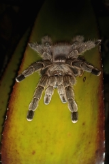 Pachistopelma rufonigrum