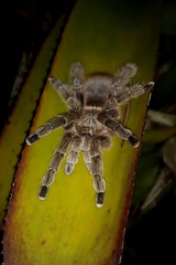 Pachistopelma rufonigrum
