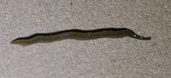 Australopacifica regina