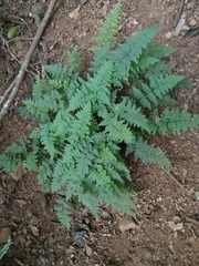 Myriopteris peninsularis insularis
