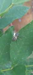 Naupactus verecundus