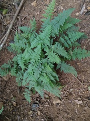 Myriopteris peninsularis insularis