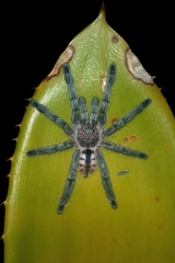 Pachistopelma rufonigrum