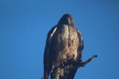 Buteo jamaicensis socorroensis