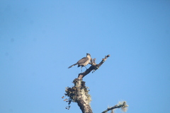 Mimus graysoni