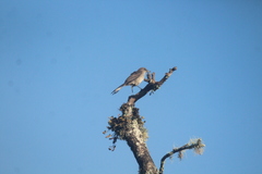 Mimus graysoni