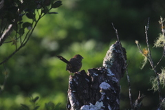 Pipilo maculatus socorroensis