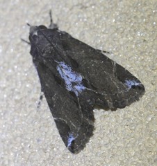 Ercheia dubia