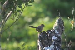 Pipilo maculatus socorroensis
