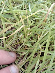Trifolium ornithopodioides