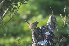 Pipilo maculatus socorroensis