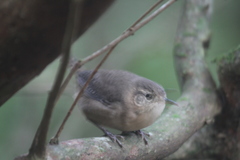 Troglodytes sissonii