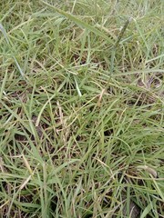 Trifolium ornithopodioides