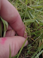 Trifolium ornithopodioides