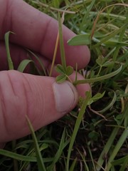 Trifolium ornithopodioides