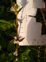 Spermacoce nesiotica