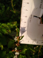 Spermacoce nesiotica