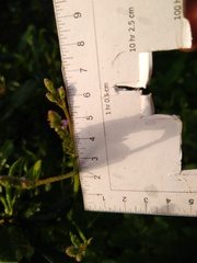Verbena sphaerocarpa
