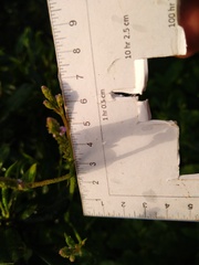 Verbena sphaerocarpa