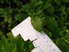 Verbena sphaerocarpa