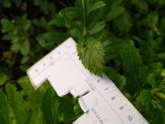 Verbena sphaerocarpa