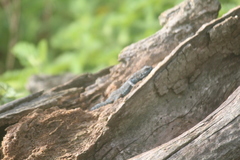 Urosaurus auriculatus