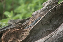 Urosaurus auriculatus