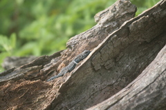 Urosaurus auriculatus