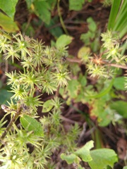 Triumfetta socorrensis