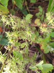 Triumfetta socorrensis