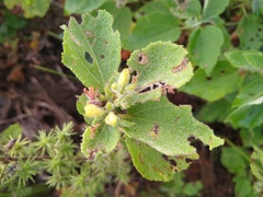 Triumfetta socorrensis