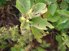 Triumfetta socorrensis