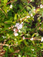 Spermacoce nesiotica