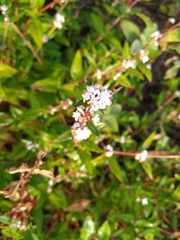 Spermacoce nesiotica