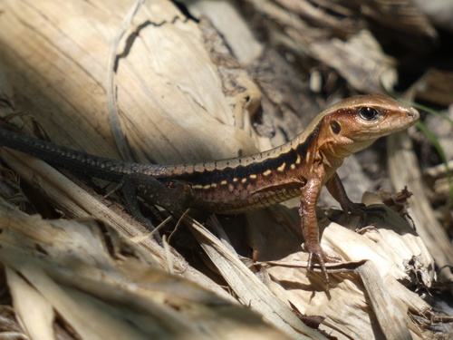 Delicate Ameiva