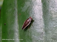 Pseudophyllodromia laticeps