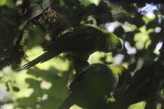 Psittacara brevipes