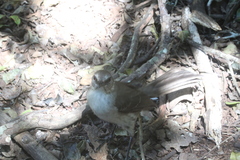 Mimus graysoni