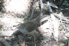 Mimus graysoni