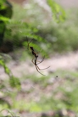 Nephila cornuta